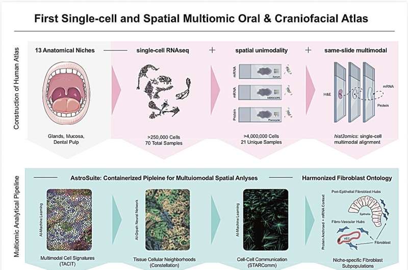 AI Just Mapped the Mouth Like Never Before—And It Could Transform Dentistry Forever
